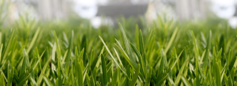 Welcome to<br> Finocchiaro Lawn & Landscape