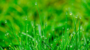 Watering Your Lawn and Landscape